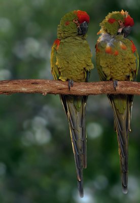 Red-fronted Macaws 01