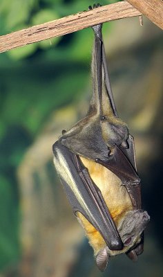 Straw Colored Fruit Bat 06