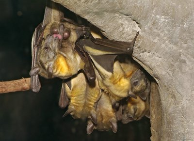 Straw Colored Fruit Bats 07