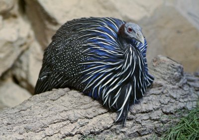 Vulturine Guineafowl 01