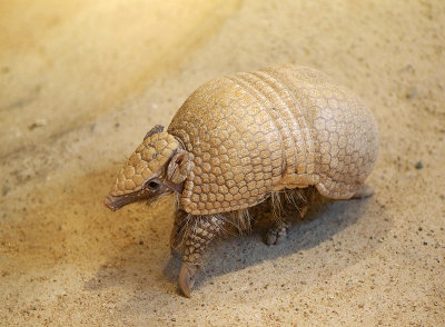 three banded armadillo 01