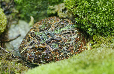 Ornate Horned Frog 02