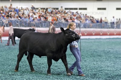 cattle show 02