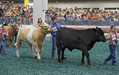 cattle show 08