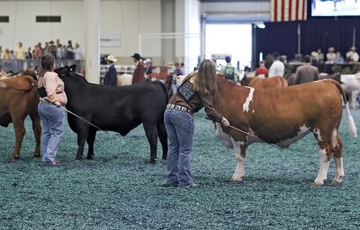 cattle show 10