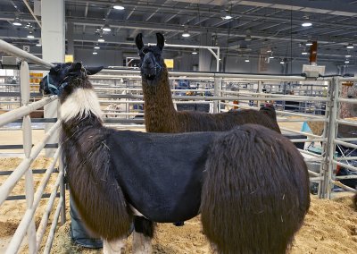 llamas 01