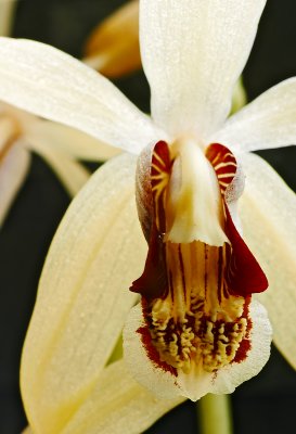 Coelogyne massangeana 03