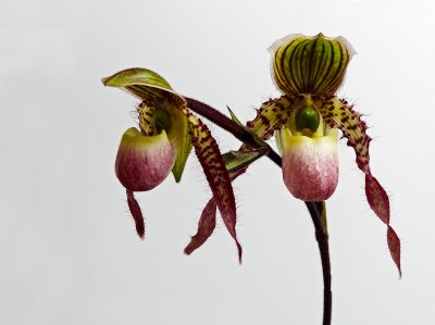 paph Helvetia 09