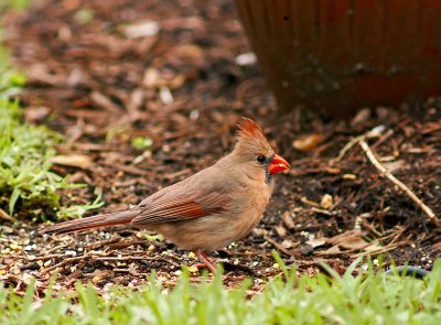 cardinal female 07