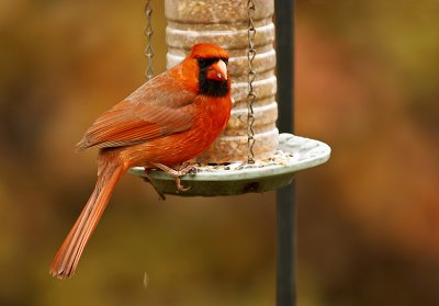 cardinal male 10