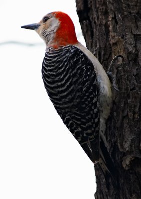 woodpecker on pecan tree 14
