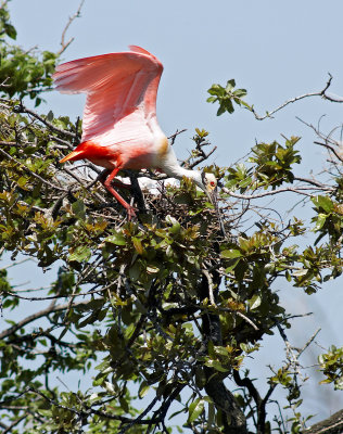 Roseate spoonbill 08