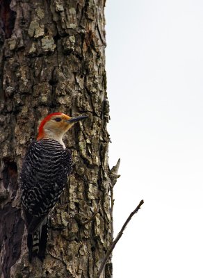 woodpecker on pecan tree 15