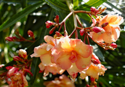 oleander 03s