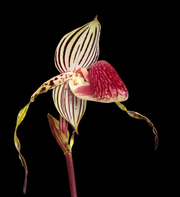 paph Lady Isabel R