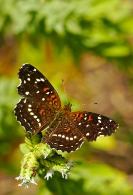 thyme butterfly 02