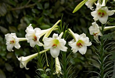 Lily Formosanum Navona 14