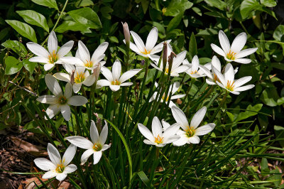 Zephyranthes mesochloa_ 06