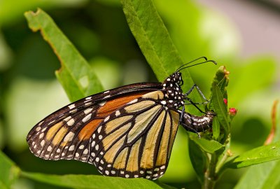 monarch butterfly 32