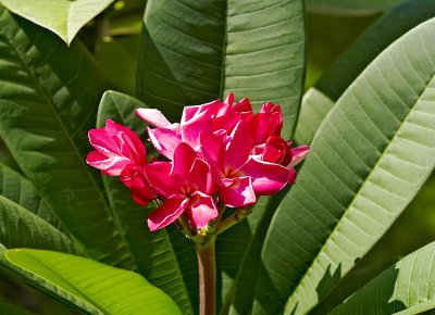 frangipani blossoms 10