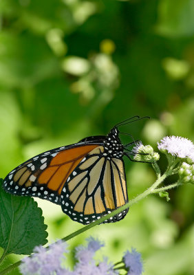 monarch butterfly 41