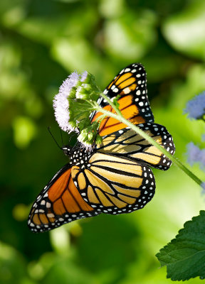 monarch butterfly 42