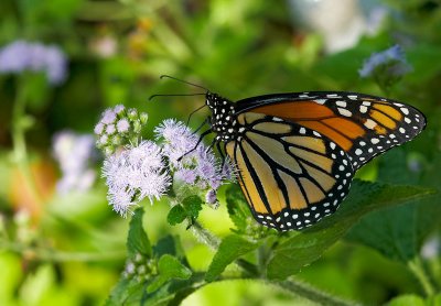 monarch butterfly 43
