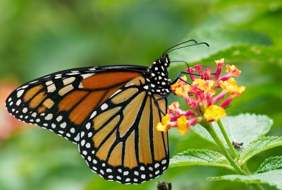 monarch butterfly 48