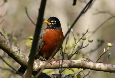 Dogwood Robin