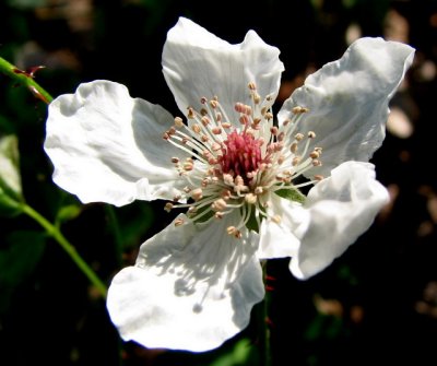 Tybee Wildflower