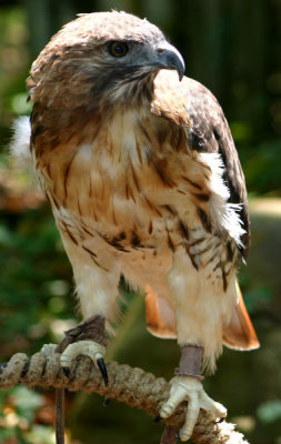Injured Red-Tail Hawk