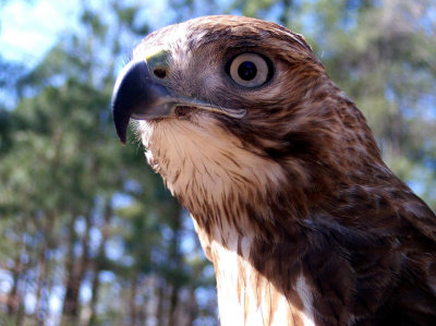 MJ the Red-Tailed Hawk