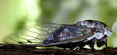 Cicada