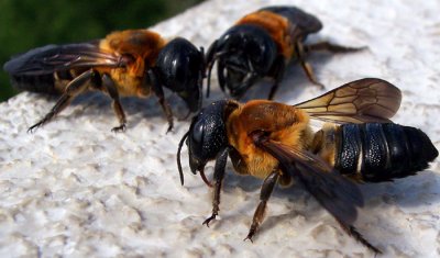 Giant Resin Bees