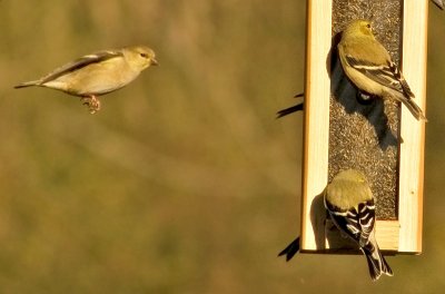 Coming In For A Landing