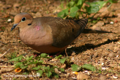 Mourning Dove