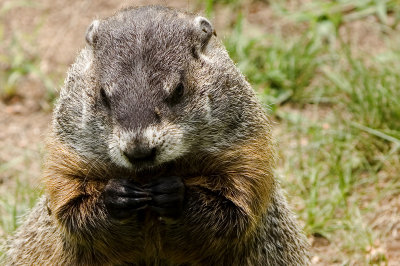 Just A Groundhog