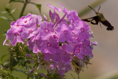 Hummingbird Moth (4 of 4 photos)
