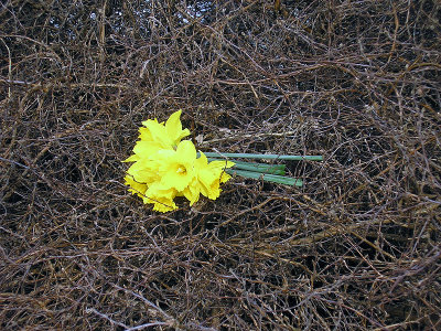 Lost daffodils