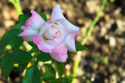 Minneapolis Rose Garden  09/2007