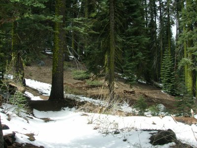 Freeman Creek Grove Trail