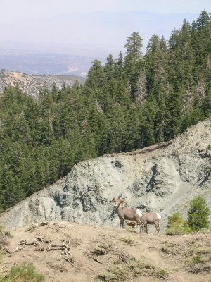 Bighorn Sheep on Wright Mountain