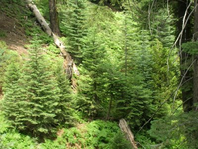 Young Firs and Hemlocks