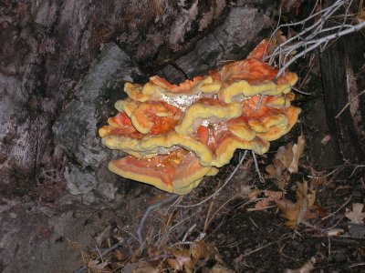 Forest Fungus