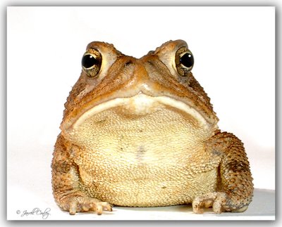toad-two.jpg