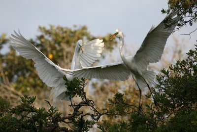 egretfight.jpg