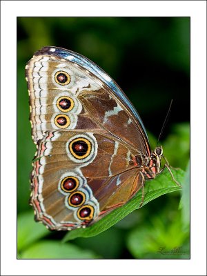 Morpho bleu