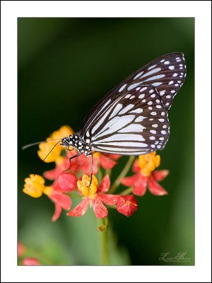 Papillons en libert 2007