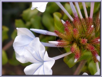 Intricate Fragile Beauties ...