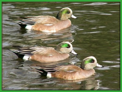 Wood Ducks